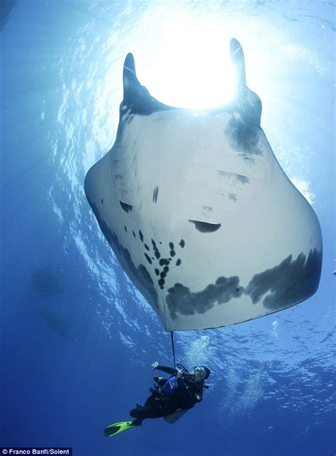 Divers Give Giant Manta Rays Their Own Hydro Massage