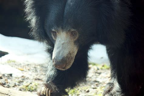 Sloth Bear Watching Free Stock Photo Public Domain Pictures