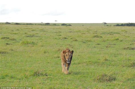 Lioness Bites A Lone Male In The Face In Kenya Daily Mail Online