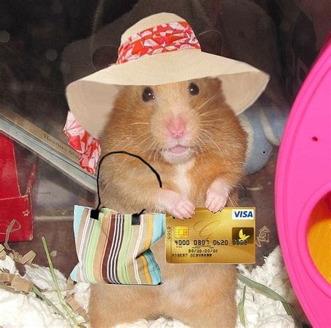 Pin On My Fave Hamster Hobbies