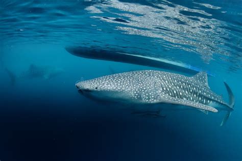 Whale Shark Close Up Underwater Portrait Stock Image Image Of Nature