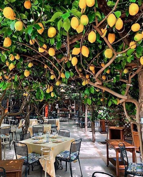 Dining Under The Lemon Trees In 2021 Beautiful Places Wonderful