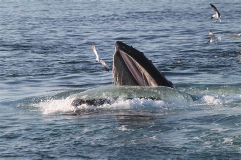 Humpback Whales Staying In Antarctic Bays Later Into Autumn