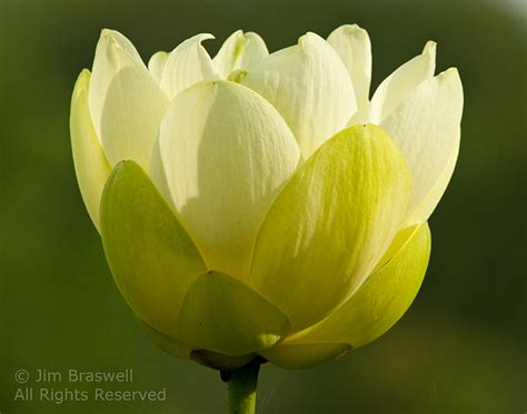 American Lotus Show Me Nature Photography