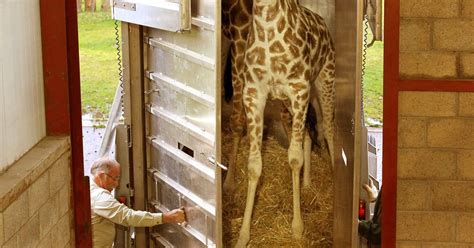 Two Giraffes Delivered To New Home At Blair Drummond Safari Park In Extra Tall Trailer Daily