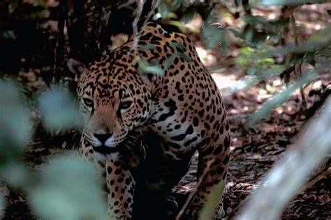 jaguar hangi ülkenin