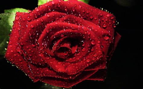 Hd Red Rose With Dewdrops Widescreen Wallpaper Download Free 86728