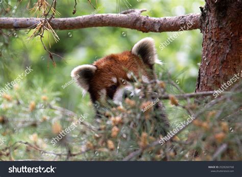 Red Panda Hiding Playing Tree Stock Photo 2028260768 Shutterstock