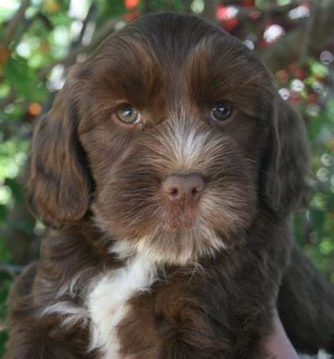 Health guarantee and satisfied puppy buyer referrals available. Chocolate and white male labradoodle puppy - Pacific Rim ...