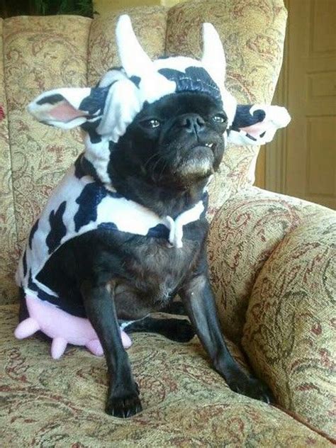 Pug Dressed Like A Cow Funny Dogs Pinterest