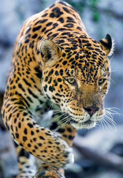 Jaguar Carefully Approaching By Tambako The Jaguar Cute Cats Wild