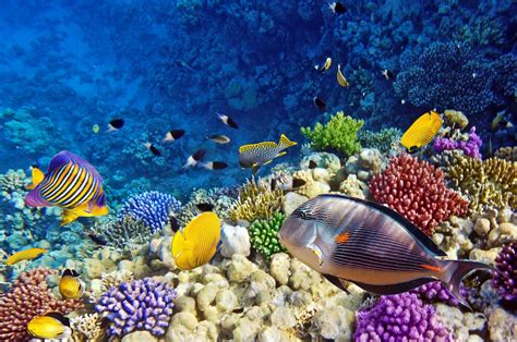 Underwater Fish Fishes Ocean Sea Tropical Reef Wallpaper 2548x1688