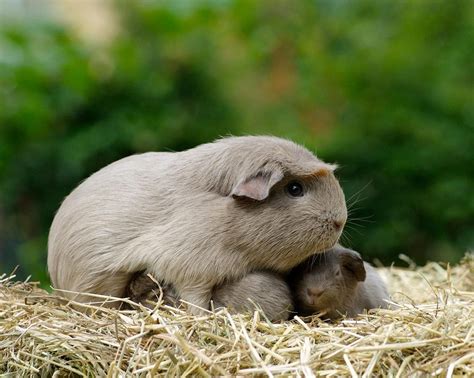 Do Guinea Pigs Eat Their Infants Information And Care Ideas Petninsula