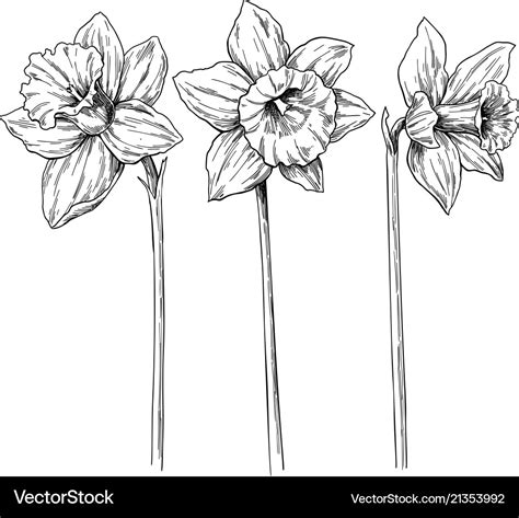 Daffodil Line Drawing Rapunzel Flowers Coloring Print Lying Game