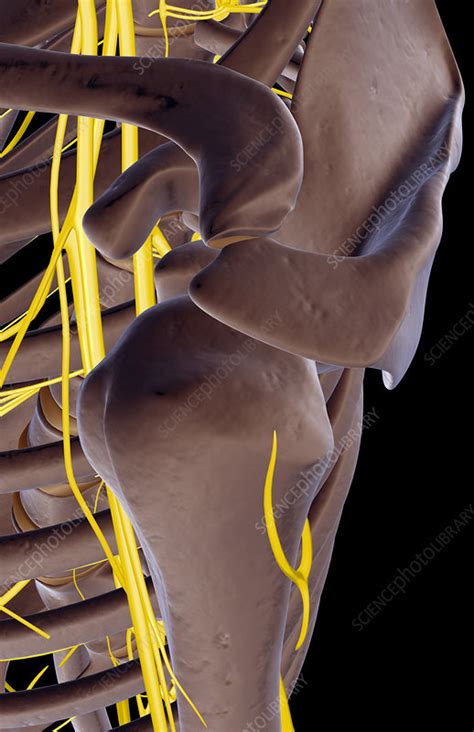 The Nerves Of The Shoulder Stock Image F0015460 Science Photo