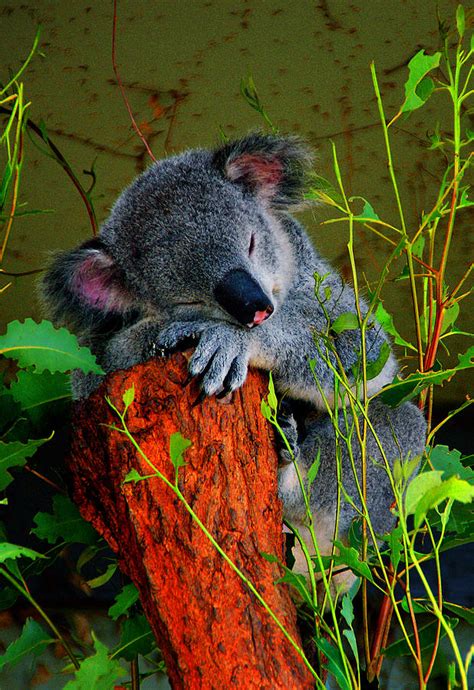 Sleeping Koala Photograph By Roberta Bragan Fine Art America