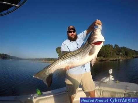 The maximum depth at the dam is 264 feet. Smith Lake Fishing Guide Mike Walker Reports Big Striped Bass
