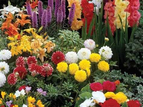 Summer Bulbs To Brighten Up Your Garden Womans Weekly