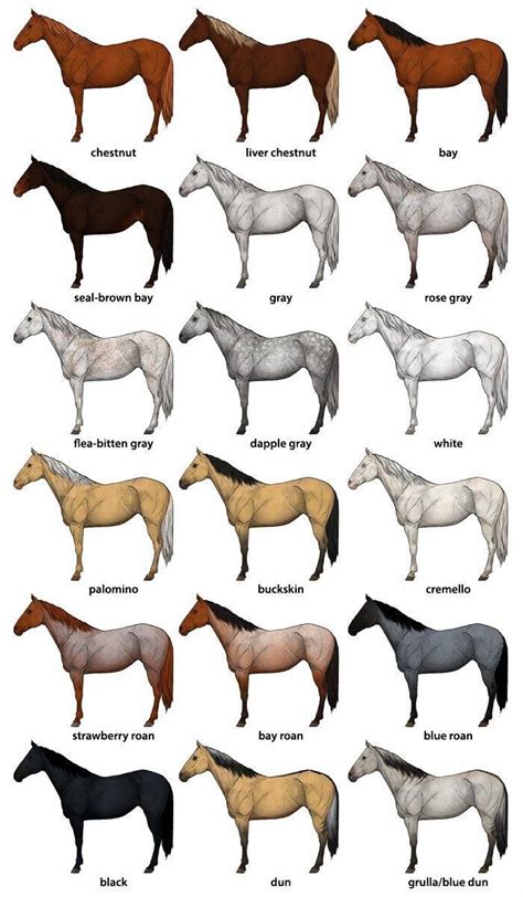 Quarter Horse Color And Markings Chart