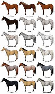 How To Draw Horses Horse Coat Colors Chart Horsebreedchart Horse