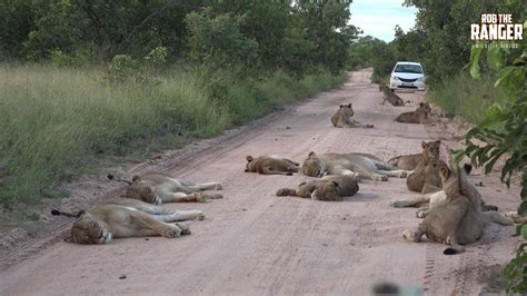Massive Pride Of Lions Blocking Road In Africas Greater Kruger Park