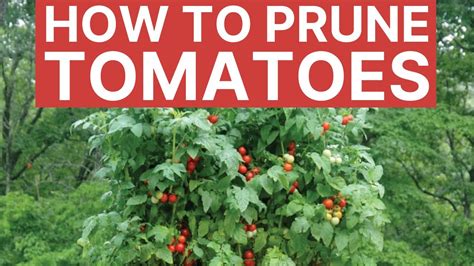 How To Grow More Tomatoes By Pruning Tomato Plants Youtube
