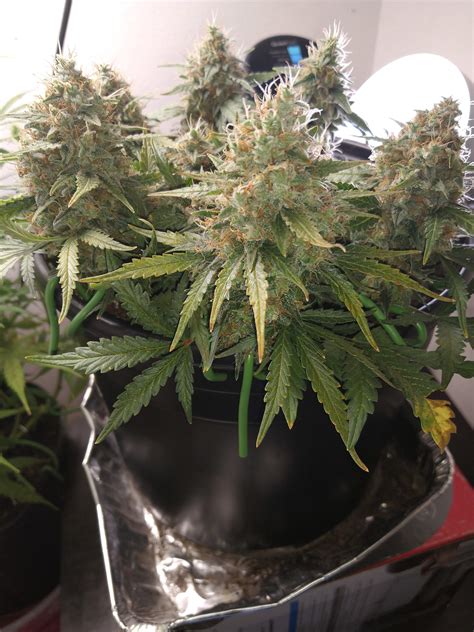 Dinafem White Widow Xxl Auto Grow Diary Journal Week11 By