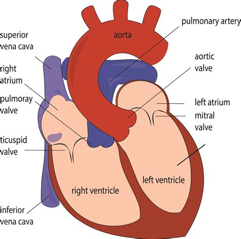 Arteries Diagram Labeled Simple Heart Diagram Clip Art Library Hot