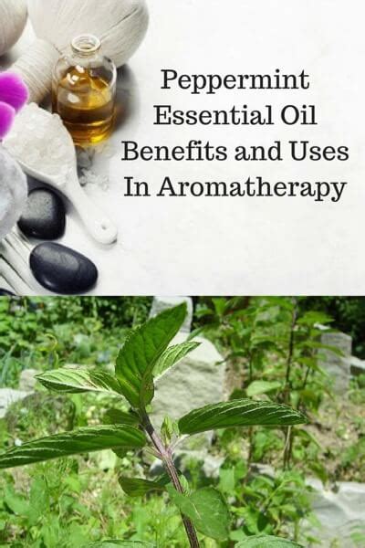Peppermint Essential Oil Benefits And Uses In Aromatherapy