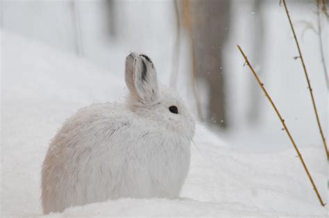 How The Snowshoe Hare Is Losing Its Winter Whites National Geographic