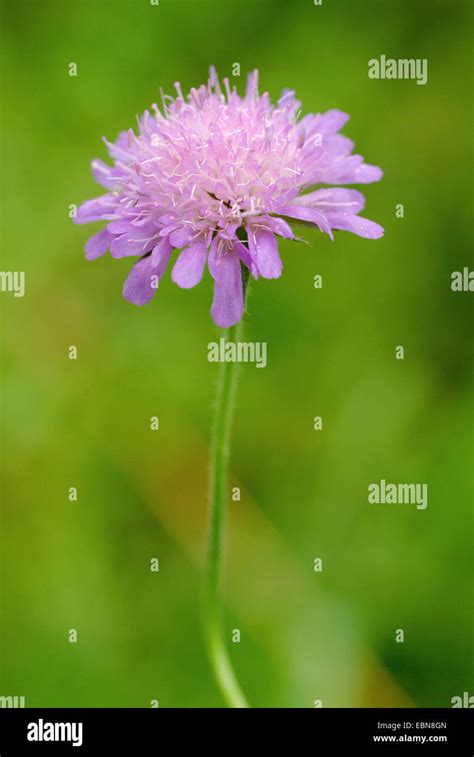 Blue Button Field Scabious Knautia Hi Res Stock Photography And Images