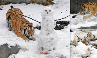 Purr Fect Prey Max The Amur Tiger Pounces On Snowman With Cubes Of