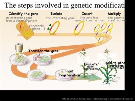 🎉 Steps Involved In Plant Breeding Steps Involved In The Plant