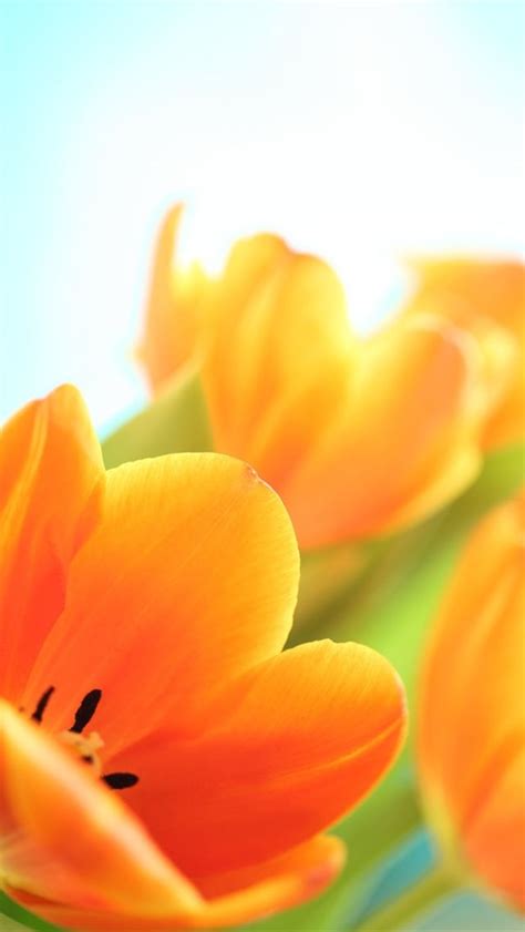 Spring Iphone Wallpaper Bing Images Flower Wallpaper Best Flower