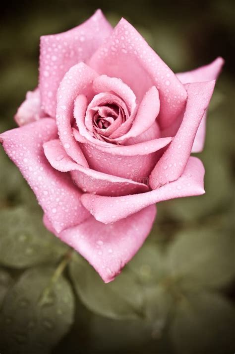 Beautiful Pink Rose Flower With Water Drops Stock Image Image Of Card