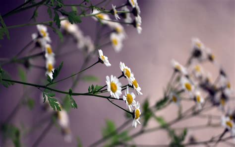 White Flower Flowers Nature Macro Bokeh Wallpapers Hd Desktop