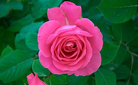 Beautiful Pink Rose Flowers With Black Background