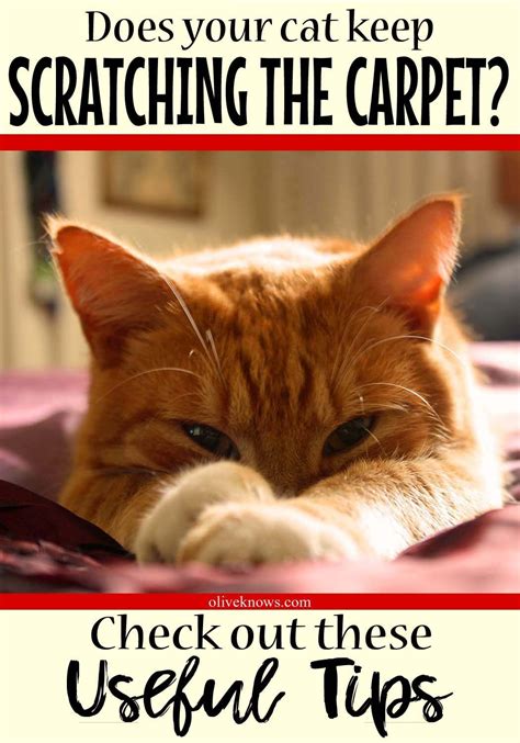 How to stop your cat from scratching the carpet. How to Stop Cats from Scratching the Carpet (With images ...