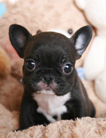 Mini french bulldogs provide endless hours of amusement and affection. Adorable Lil Asher ~ Teacup Tuxedo French Bulldog Baby Boy ...