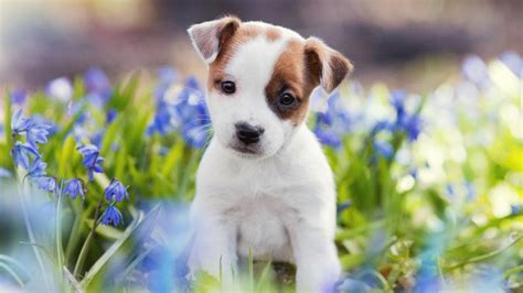 This Is The Reason You Find Your Pet Puppy Cute Dogs Cuteness Peak At