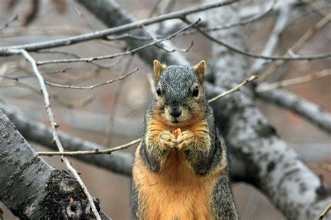 Squirrel Eating Nut Free Photo Download Freeimages