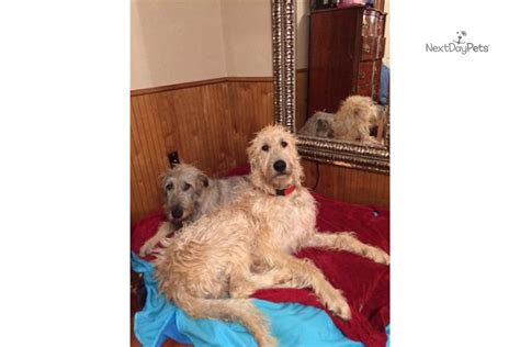 Irish wolfhound puppies for sale. Coming Soon: Irish Wolfhound puppy for sale near Dallas / Fort Worth, Texas. | ad94d4aa-eaa1