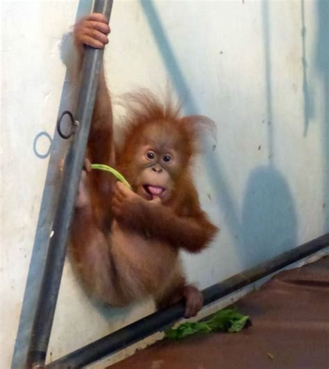 Menelusuri Jalur Perdagangan Ilegal Orangutan Bbc News Indonesia
