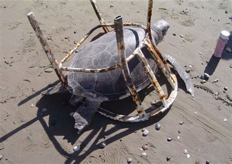 Sea Turtle Plastic Pollution Plastic Pollution Pinterest Turtles