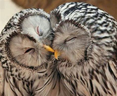 Love Beautiful Owl Animals Beautiful Cute Animals Baby