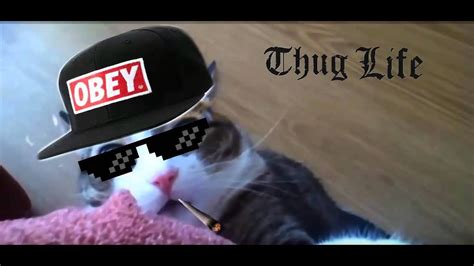 Thug Life Cat Life Youtube