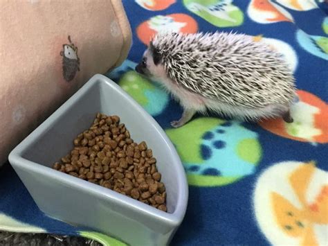 Penny Wiki Pet Hedgehogs Amino