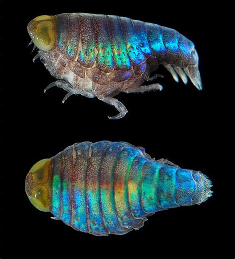 The Echinoblog Amphipods Tiny Crustaceans That Show Amazing Colors
