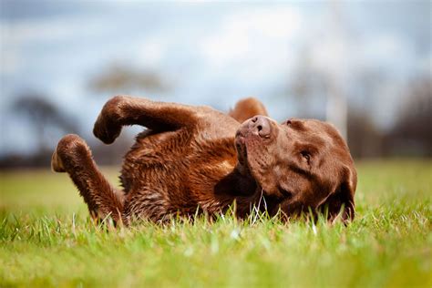 Great sweet choice for a brown puppy. Some Well Known Food Name For Pets | Pets Nurturing
