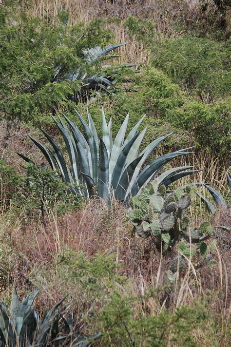 Cabuya Negra Agave Cordillerensis Repositorio Digital Flora